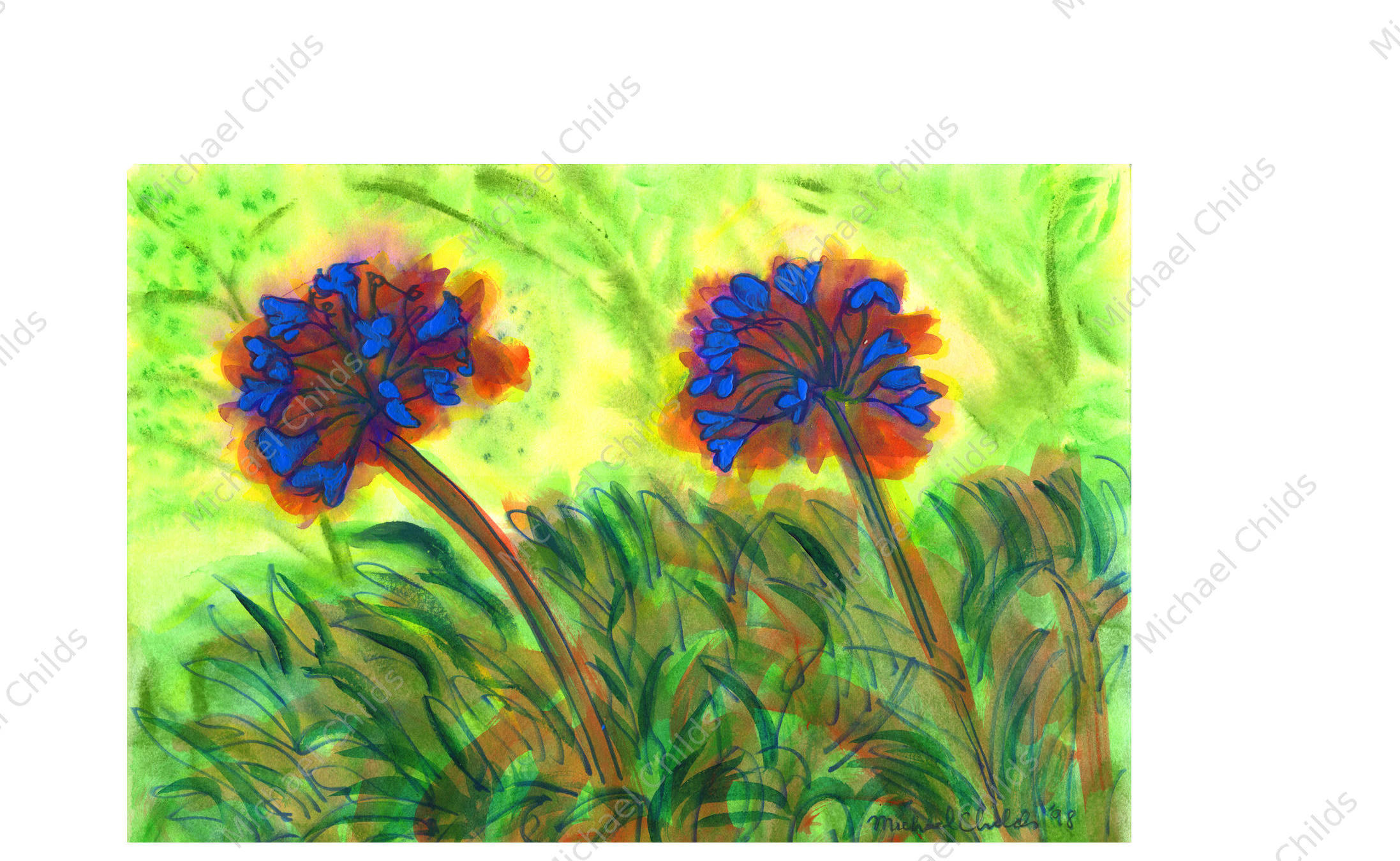 Agapanthas
