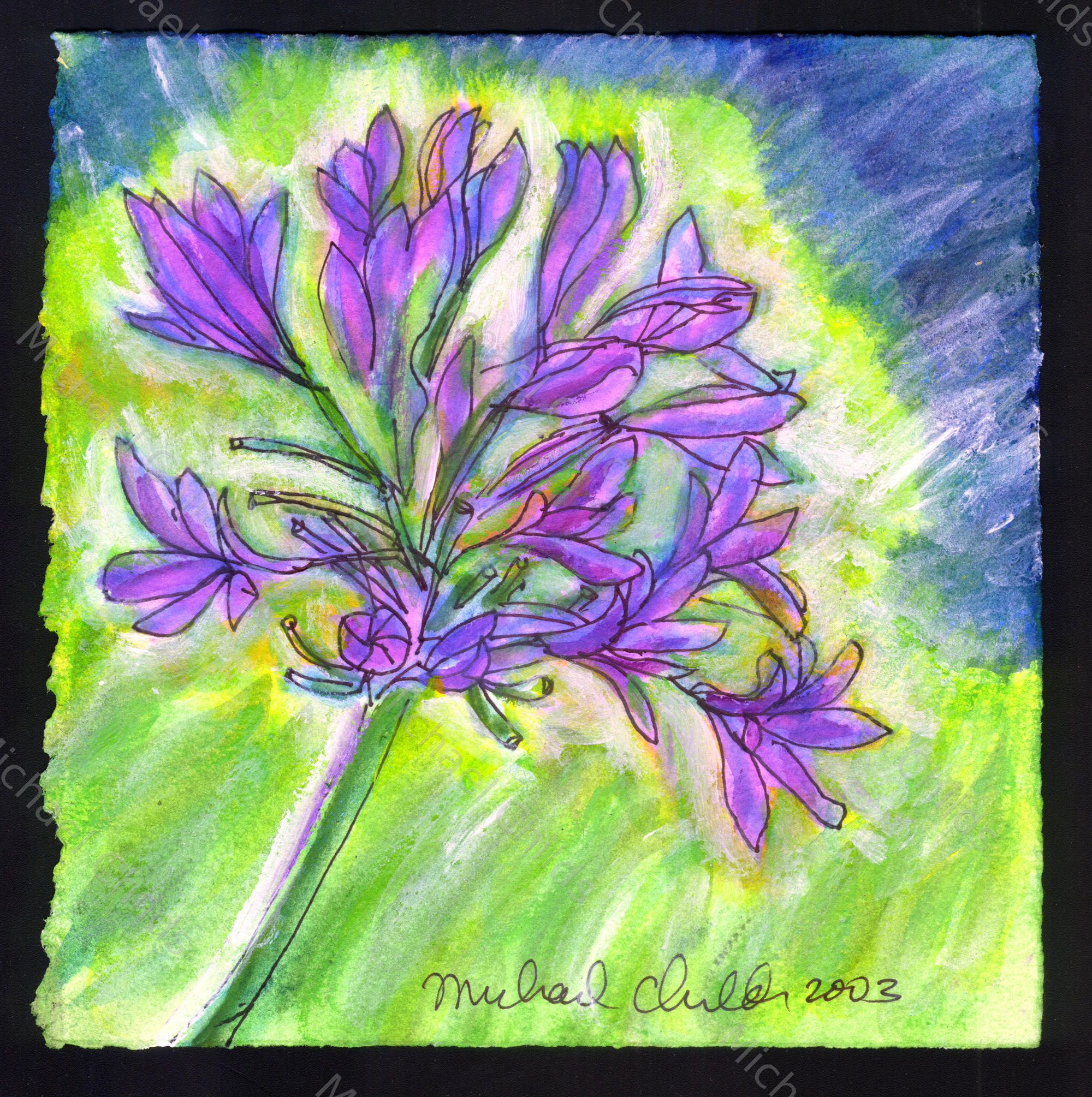 Agapanthas 2003