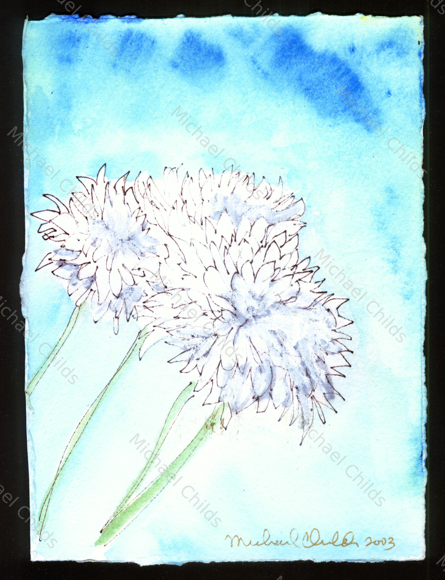 Carnations