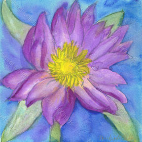 Waterlily1