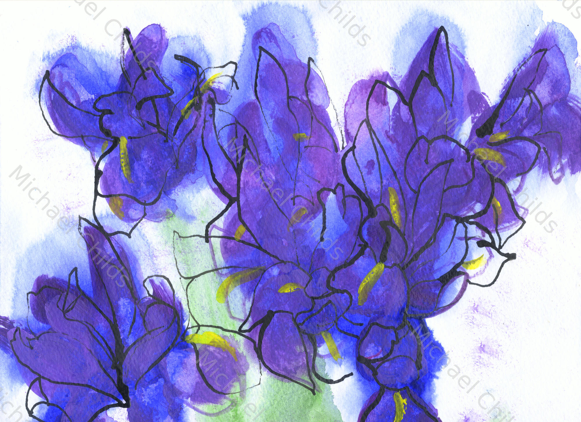 Irises Galore