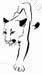 Cougar Walking