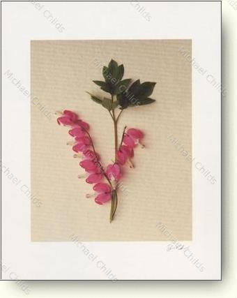 Bleeding Heart