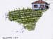 Tea Plantation Turkey