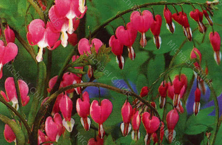 Bleeding Heart