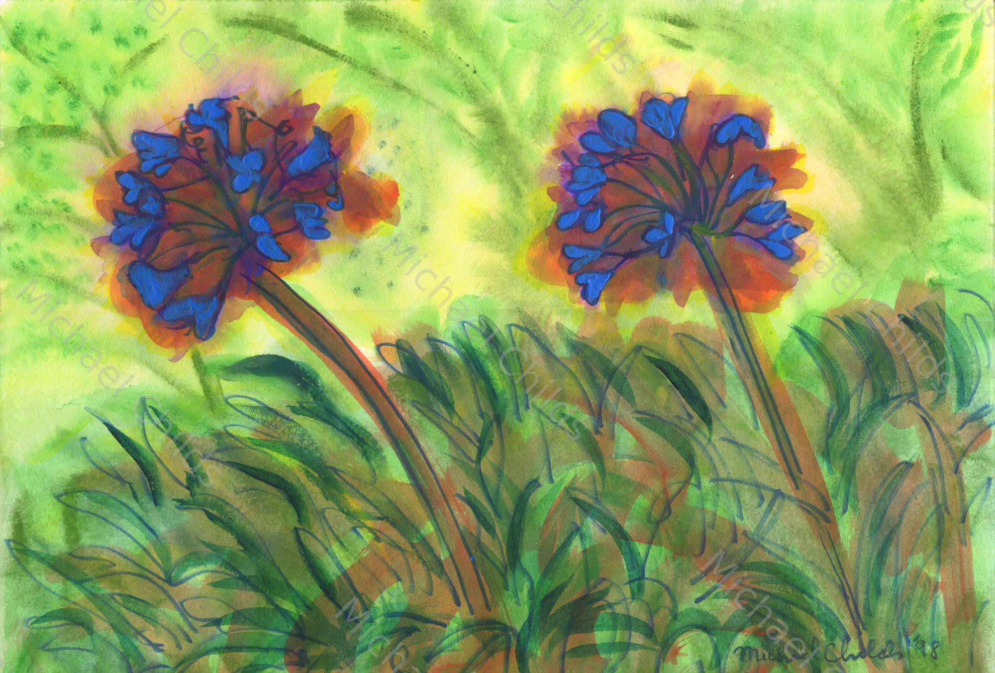 Agapanthas