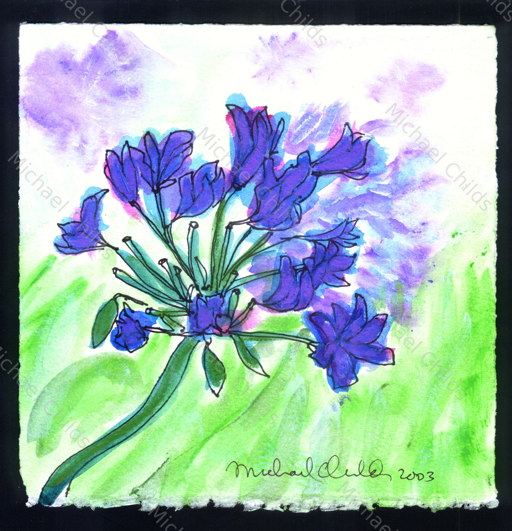 Agapanthas 2003