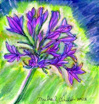 Agapanthas 2003