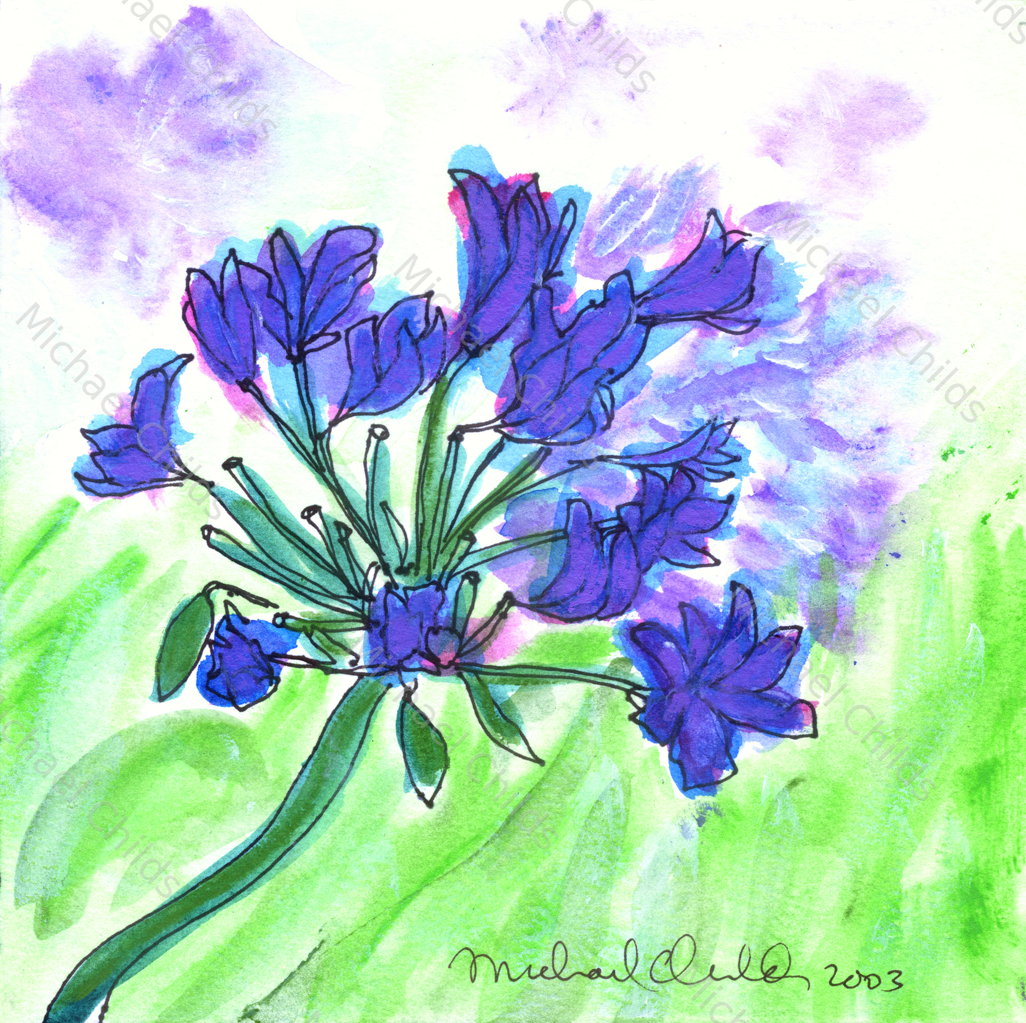 Agapanthas 2003